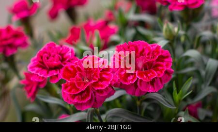 Dianthus "Burgundy Blush". Carnation Flower. Stock Photo