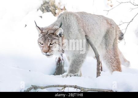 Felis Lynx lynx snow - Lince - Italy Stock Photo