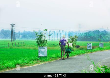 indian agriculture,kerala agriculture,palakad paddy field,indian farmer,indian cultivation,farmer india,farming Stock Photo