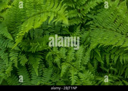 Lush green fully opened fronds of a fern plant growing in the woodlands covering the ground in a shaded area in springtime Stock Photo