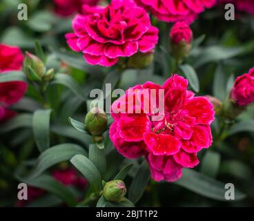Dianthus "Burgundy Blush". Carnation Flower. Stock Photo