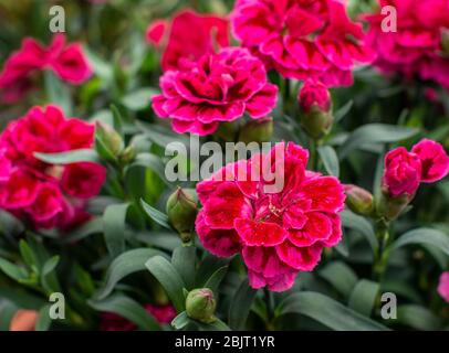 Dianthus "Burgundy Blush". Carnation Flower. Stock Photo