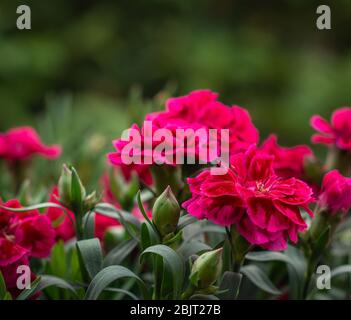 Dianthus "Burgundy Blush". Carnation Flower. Stock Photo