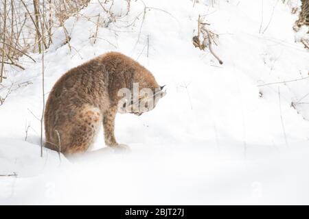 Felis Lynx lynx snow - Lince - Italy Stock Photo