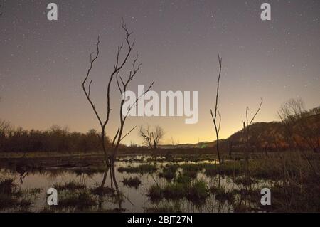 Giant trees rise up from the pale reflecting waters of Hoeft marsh forming ghastly silhouettes against the star patterned night sky in Green Bottom, W Stock Photo