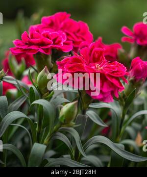 Dianthus "Burgundy Blush". Carnation Flower. Stock Photo