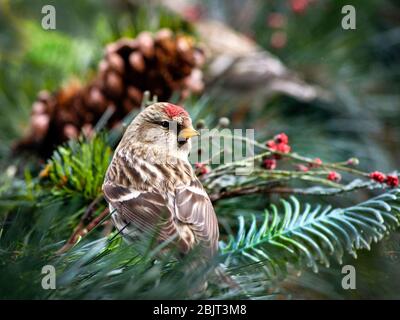 Common Redpoll bird close up. Stock Photo