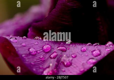 some raindrops are fallen on a leaf of a violet tulip in the sunlight, macro Stock Photo