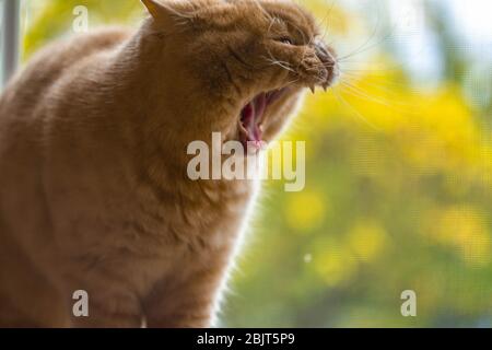 angry british cat redhead with open mouth Stock Photo