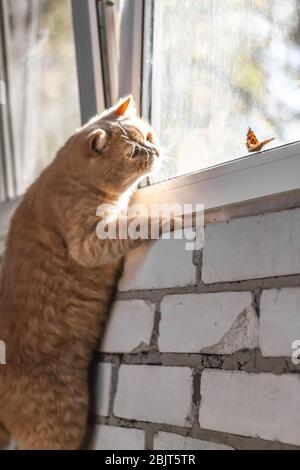 Butterfly flies away from a red cat on the window Stock Photo