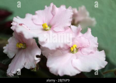 Pink African Violets with delicate petals ,yellow stamens and green leaves,Pink violets with green wall background,spring African violets macro,floral Stock Photo