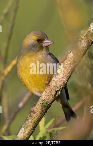 Greenfinch (Carduelis chloris) Stock Photo