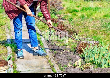 Using a hoe, the farmer manually weeds the flower garden and removes weeds from the soil in the garden on a clear spring day. Stock Photo