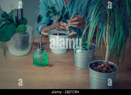 Hands of a black woman cleaning the leaves of a Ficus Benjamina also known as weeping fig with a cotton pad on a wooden table. Selective focus Stock Photo