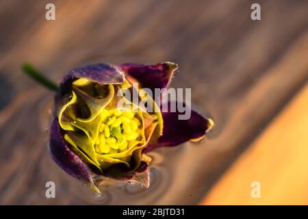 Macro shot of Aquilegia vulgaris, Columbine flower isolated on water Stock Photo