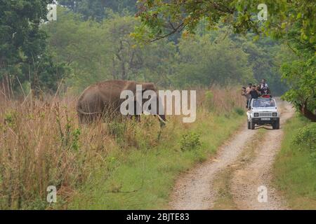 A group of tourists watching a wild elephant from the safari vehicle - photographed in Corbett National Park (India)