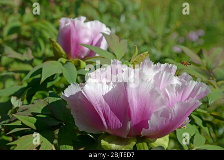 Purple Tree Peony Garden Flower In Bloom Kent Uk Late April Stock Photo Alamy