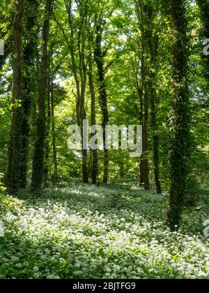 Dappled sunlight falling through in woodland clearning on a carpet of white flowers wild garlic in spring Stock Photo