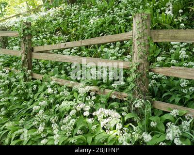 a dropping post and rail fence with wild garlic bank in woodland with dappled sunlight Stock Photo