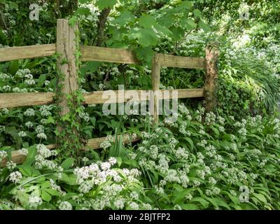 a post and rail fence with wild garlic bank in woodland with dappled sunlight Stock Photo