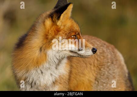 European Red Fox Vulpes Vulpes Netherlands Europe Stock Photo Alamy