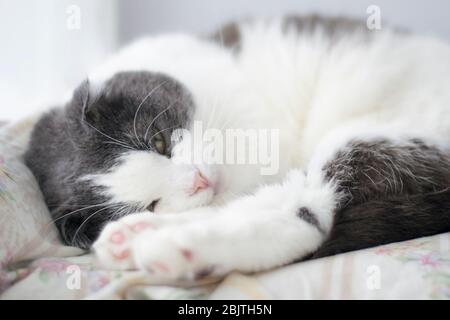 Beautiful cute fluffy cat sleeping on the windowsill Stock Photo