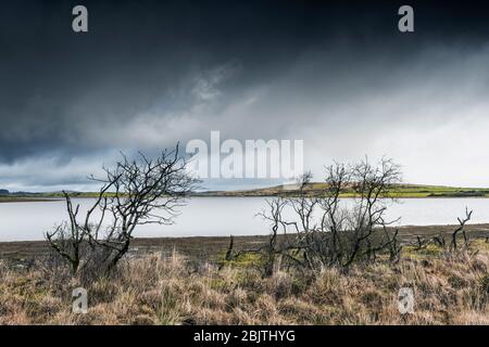 Skeletal dead trees on the banks of Colliford Lake on Bodmin Moor in Cornwall. Stock Photo