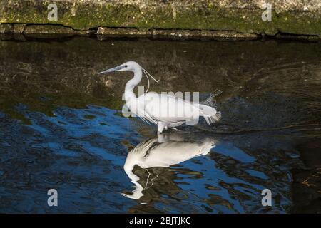 The reflection of a Little Egret Egretta garzetta stalking in shallow water. Stock Photo