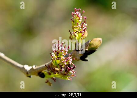 Ash (fraxinus excelsior), close up of the flowers bursting into life in the spring, isolated against a plain out of focus background. Stock Photo