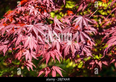 Japanese Maple Acer palmatum 'Tama Hime' foliage Stock Photo