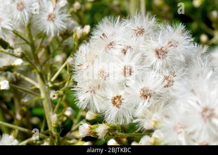 White Butterbur (petasites alba), close up showing the large fluffy seedhead produced by the plant. Stock Photo