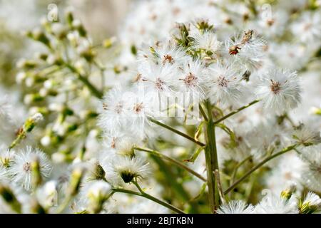 White Butterbur (petasites alba), close up showing the large fluffy seedhead produced by the plant. Stock Photo
