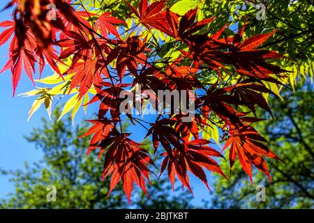 Red leaves Japanese Maple Acer palmatum 'Tama Hime' Stock Photo