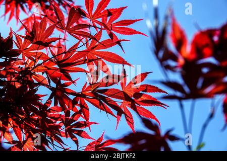Japanese Maple Acer palmatum 'Tama Hime' red leaves against blue sky Stock Photo