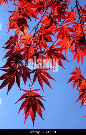 Japanese Maple Acer palmatum 'Tama Hime' red leaves against blue sky Stock Photo