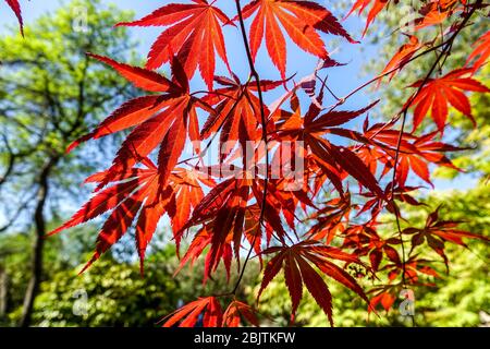 Japanese Maple Acer palmatum 'Tama Hime' spring leaves Stock Photo