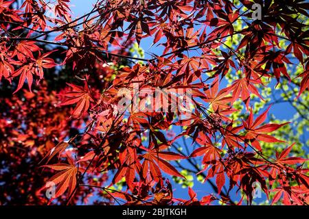 Japanese Maple Acer palmatum 'Tama Hime' red leaves Stock Photo
