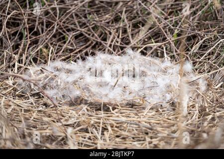 Canada goose nest with parents nearby. Stock Photo