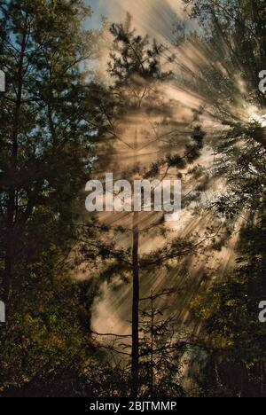 Sun rays shine through the mist shrouded in the treetops in the forest. A beautiful summer day in Poland. Vetical view. Stock Photo