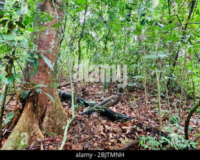 Wild peacock walking in Bukit Lawang National Park in Sumatra Stock Photo