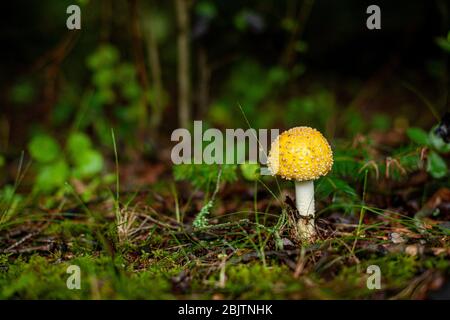 Wild mushroom on the mossy forest floor Stock Photo