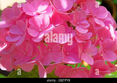 Pink hortensia flowers blooming. Spring texture of nature. Landscaping and decoration in spring and summer season. Stock Photo