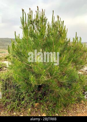 Little Pine Tree in Manikata Woodlands, Malta Stock Photo