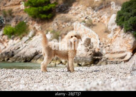 Portrait of a young apricot poodle dog on the sunny beach. A happy dog standing on the beach on a sunny summer day, Bol, Island Brac, Croatia Stock Photo