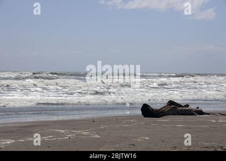 Driftwood.Twisted, gnarled recumbent driftwood on a black sandy beach . Rolling waves. Coastline of New Zealand. Empty, quiet, peaceful, no people. Stock Photo