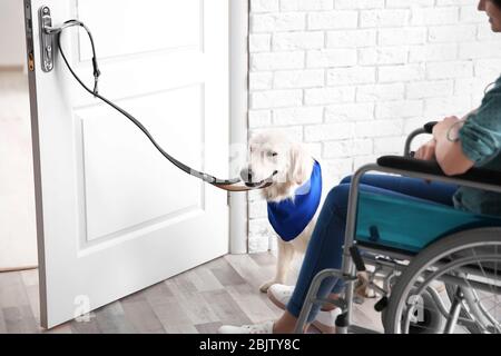 Service dog door wheelchair hi res stock photography and images Alamy