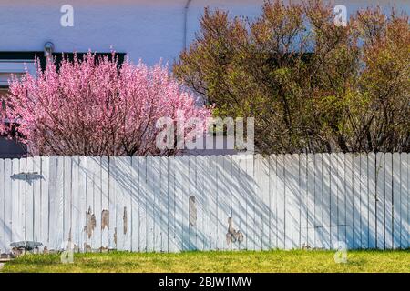 Blossoming cherry tree in springtime bloom; white wooden slat fence; Salida; Colorado; USA. Sakura Stock Photo
