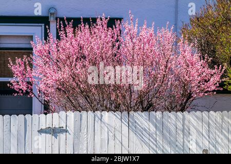 Blossoming cherry tree in springtime bloom; white wooden slat fence; Salida; Colorado; USA. Sakura Stock Photo
