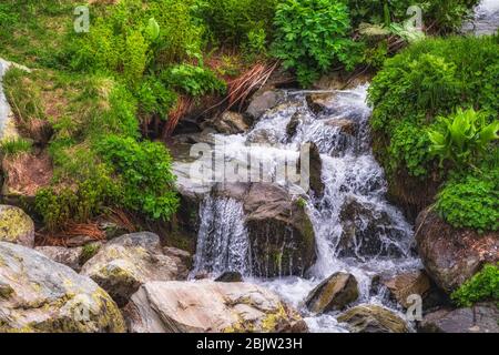 Mountain stream on summer day flowing among stones and green grass. Water flows down a rocky stream in the mountains surrounded by lush green foliage Stock Photo