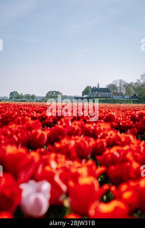 Tulip flowers by the former Island Of Schokland Netherlands, red tulips during Spring season in the netherlands Stock Photo